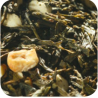Thé vert Miel Amande - Greender's Tea