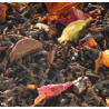 Thé noir Chocolat et épices - Greeender's Tea